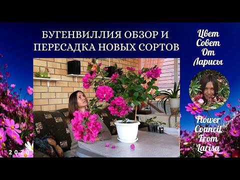 Видео: БУГЕНВИЛЛИЯ ОБЗОР И ПЕРЕСАДКА НОВЫХ СОРТОВ 4К