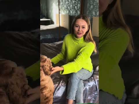 Видео: Кокер-спаниель: Самый вечный двигатель? Плюсы и минусы породы 