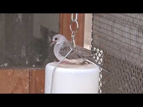 Видео: Новые Птенцы у Горлиц