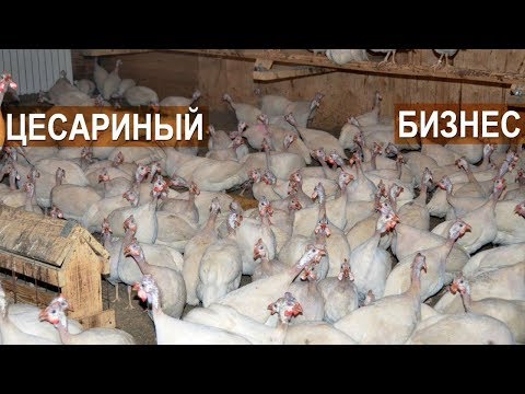 Видео: Фермер Кирилл Жданов: Почему я решил заниматься разведением цесарки