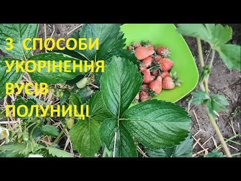 Видео: 3 СПОСОБИ РОЗМНОЖЕННЯ ПОЛУНИЦІ ВУСАМИ