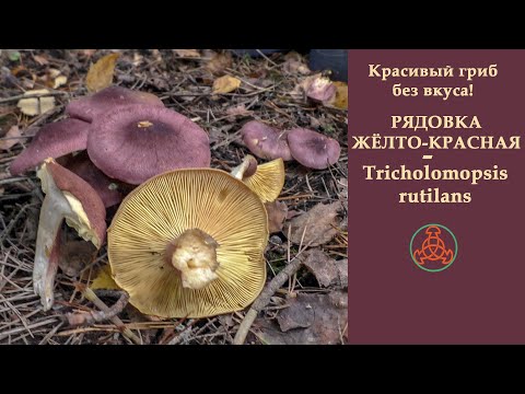 Видео: Красивый гриб без вкуса! Рядовка жёлто-красная - Tricholomopsis rutilans.