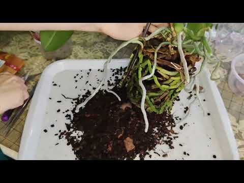 Видео: Перевод орхидеи в открытую систему.