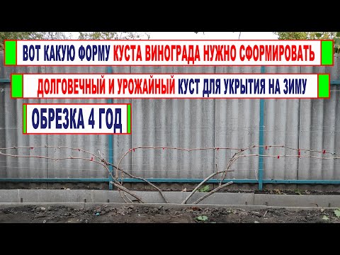 Видео: 🍇 Мастер-класс по ОБРЕЗКЕ ВИНОГРАДА! Идеальный куст винограда для УКРЫВНОЙ ЗОНЫ виноградарства.