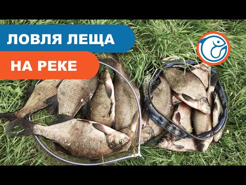 Видео: Ловля леща на реке. Лещ на фидер. Неподъемные лещи. Днепр.