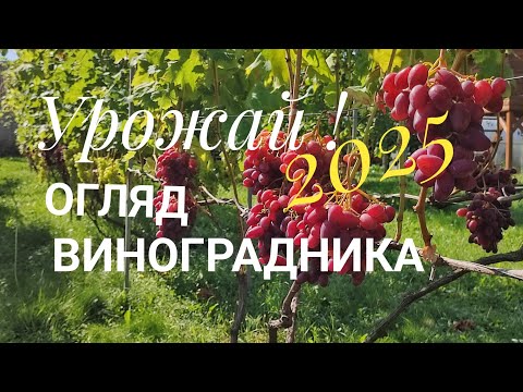 Видео: Урожай винограду 2025 Рівне!Огляд!