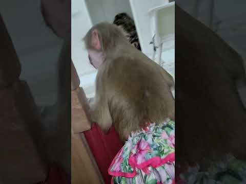 Видео: 🤣 Это интересно,  как Луна реагирует на -" Ух,  она"!!!🤣