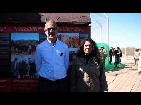 Видео: Амурские тигры в Казахстане