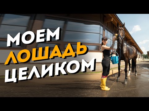 Видео: Моем лошадь целиком