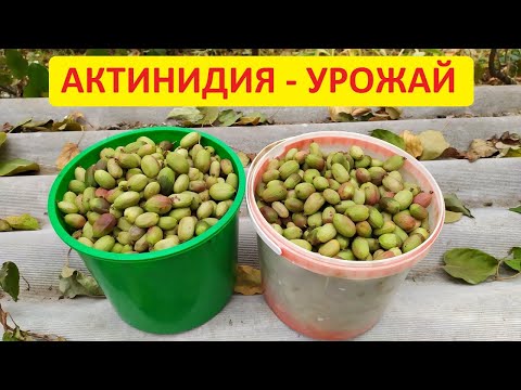 Видео: Актинидия аргута - результат плодоношения 6-летнего куста
