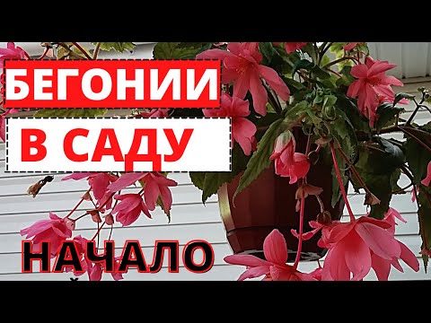 Видео: БЕГОНИЯ  в  саду в середине мая. Начало роста и цветения