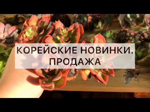 Видео: Корейцы! 🥳 Продажа суккулентов