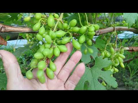 Видео: Обзор винограда под пленочным укрытием. Пишите в Ватсап 89891221951.