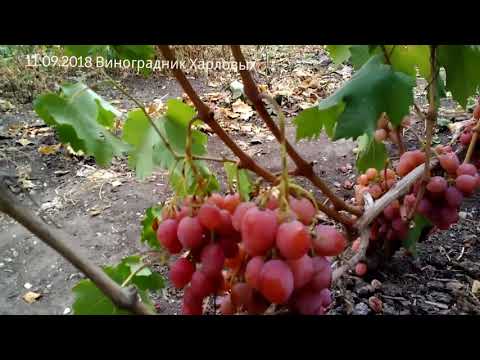 Видео: Виноград Рубиновый Юбилей 11.09.2018......