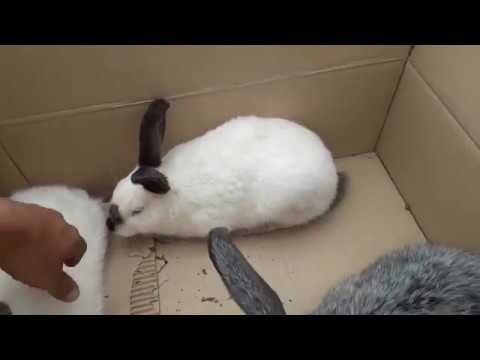 Видео: На базар за кроликами