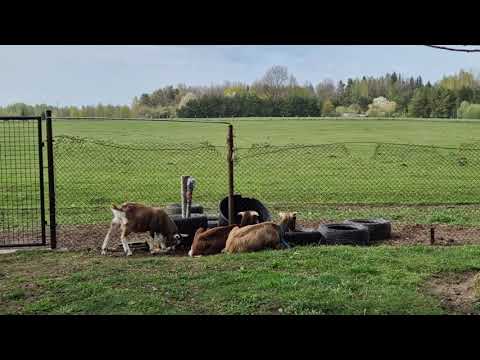 Видео: Тюрингские крови , джинки,   ещё чуть чуть поворчу на коз