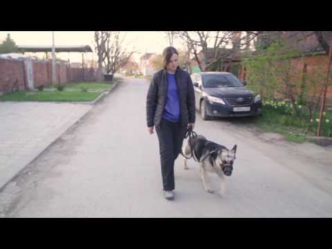 Видео: Дрессировка собак. Почему собака тянет. Как гулять на провисшем поводке.