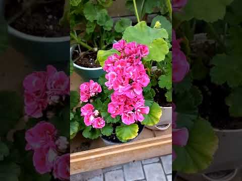Видео: Компактные пеларгонии