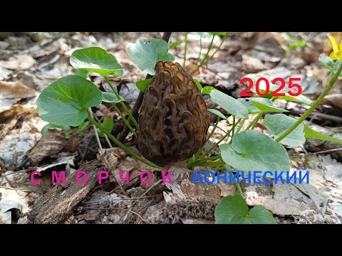 Видео: Грибы 2025. Сморчок конический сегодня Порадовал!  Morchella conica. 16 апреля