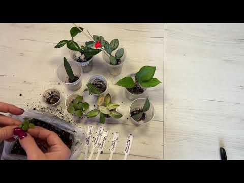 Видео: Что я делаю с новыми растениями/пересадка новых хой
