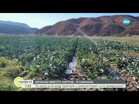 Видео: Броколи вместо картофи: Новата земеделска тенденция у нас
