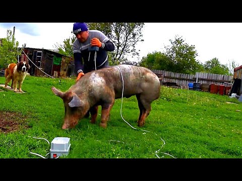 Видео: 📌Парализатор📌для свиней ,плохие новости, готовим клетки под Бетонирование пола