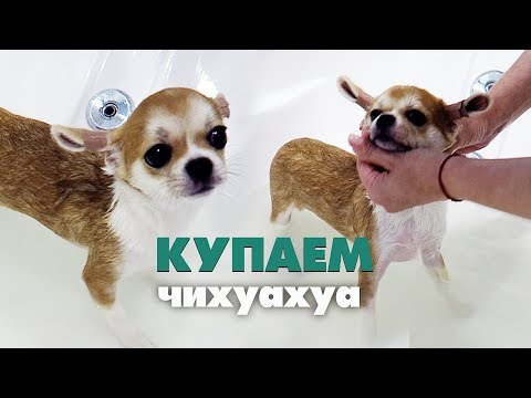 Видео: КУПАЕМ ЩЕНКА В ПЕРВЫЙ РАЗ🐶СМЕШНАЯ ЧИХУАХУА ЛИЗИ