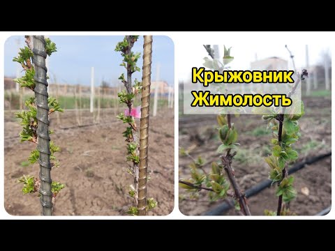 Видео: Весенние работы на крыжовнике и жимолости