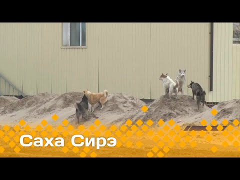 Видео: «Саха сирэ» информационнай биэрии. Алтынньы  16 күнэ 20.30