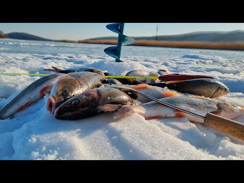 Видео: Зимняя Рыбалка 2025! Рыбалка в Приморье. Краснопёрка(Угай)!