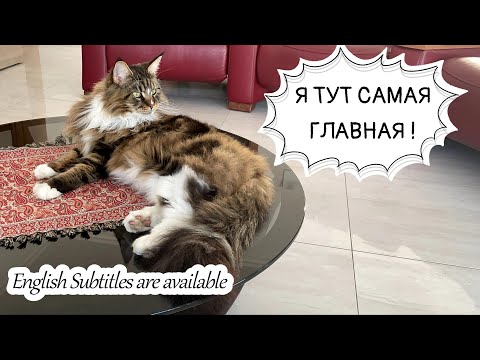 Видео: Кот Арчи в образе,   похождения кота Вилли и кошки Анфисы