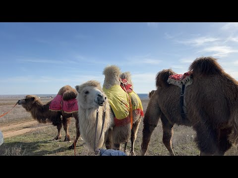 Видео: Какие седла мы одеваем на верблюдов.Где и в каком месте пробивается нос верблюду.