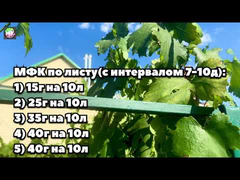 Видео: Монофосфат калия применение + профилактика МИЛЬДЬЮ на винограде. Здоровый и вкусный виноград!🍇 