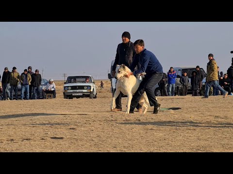 Видео: Турнир Тест Испытаний обзор Туркменских собак на их исконной родине Теджен!