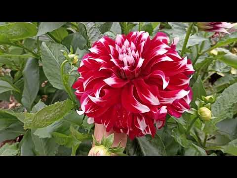 Видео: Георгин Икс Фактор . Dahlia X-Factor .