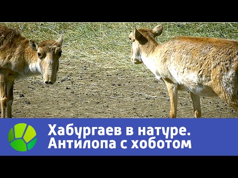 Видео: Антилопа с хоботом. Хабургаев в натуре | Живая Планета