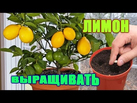 Видео: Siz limonni qanday ekish va o'stirishni bilasizmi? Вы знаете, как сажать и выращивать лимоны?