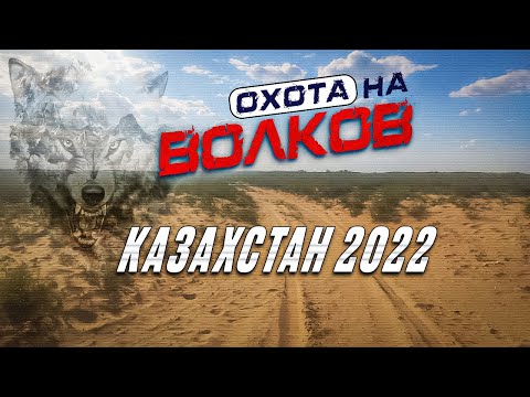 Видео: Oхота на волков июнь 2022.Казахстан