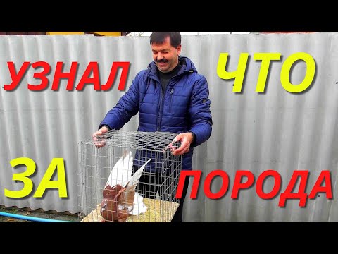 Видео: История про голубя -"ЧУЖАКА"- продолжение