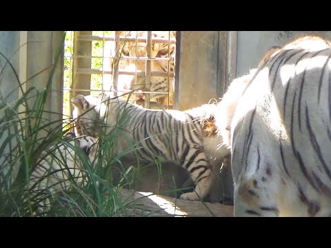 Видео: Дедушка пришёл в гости ❤️ Близнецы так обрадовались! 😍