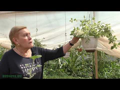 Видео: Плектрантус ампельный (Plectranthus) вариегатная (пестролистная) форма.