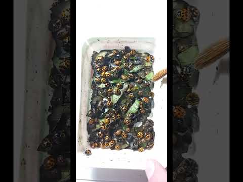 Видео: КОЛЛЕКЦИЯ НАСЕКОМЫХ У ЭНТОМОЛОГА. ЖИВЫЕ БОЖЬИ КОРОВКИ, УХОВЕРТКИ, ПАЛОЧНИК, ОСЫ СКОЛИИ ЖУКИ ТАРАКАНЫ