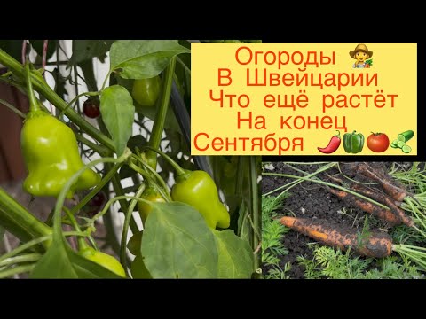 Видео: ОГОРОДЫ В ШВЕЙЦАРИИ 👩‍🌾 НА 28.09.25 ЧТО ЕЩЁ РАСТЁТ 🌶️🍅🥒🍓