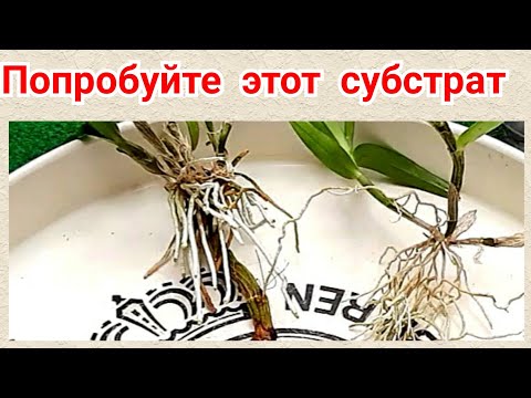 Видео: Замученные КЕЙКИ орхидеи снимаю и сажаю в НОВЫЙ субстрат Мюленбекии. Дендробиум нобиле.
