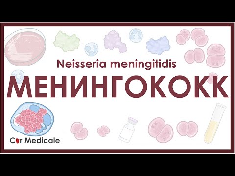 Видео: Менингококк (Neisseria meningitidis) - микробиология, диагностика, лечение