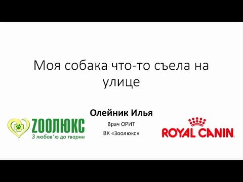 Видео: Моя собака что-то съела на улице.Доврачебная помощь собакам в экстренных ситуациях. Вебинар.