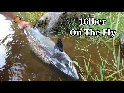 Видео: 2 лосося и морская форель, шотландская рыбалка на лосося, август 2024 г.