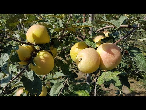 Видео: Яблоня Снежный кальвиль