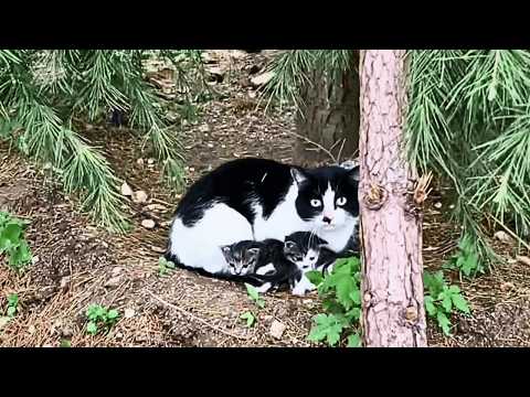 Видео: Кошка-мама не хочет идти со мной домой, тогда я построю для них тёплое гнездо на их территории.