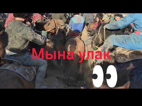 Видео: Ким ушу галадан алып чыкса ТАЙ ото кызыды Ноокат кара-кой